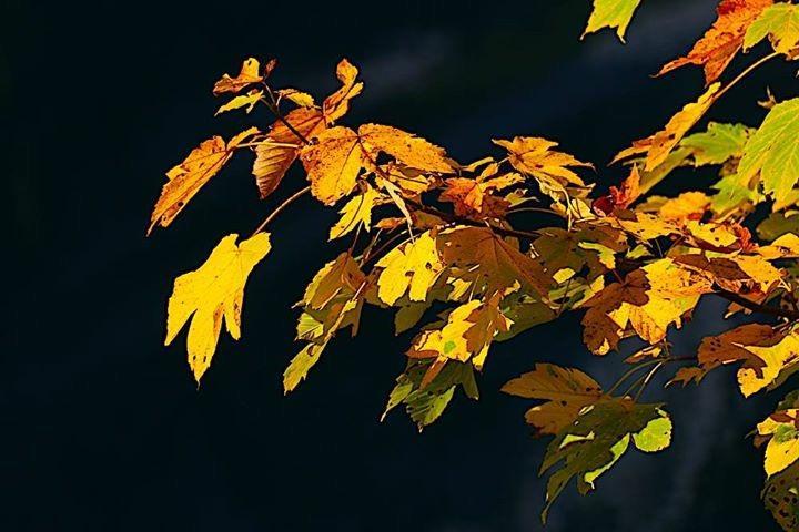 Fruehstueckspension Pachler Gosau Dış mekan fotoğraf